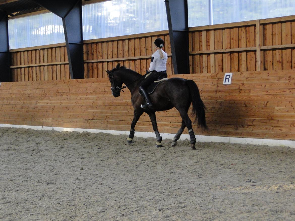 Dansk Varmblod Daner Canto - Dressur billede 12