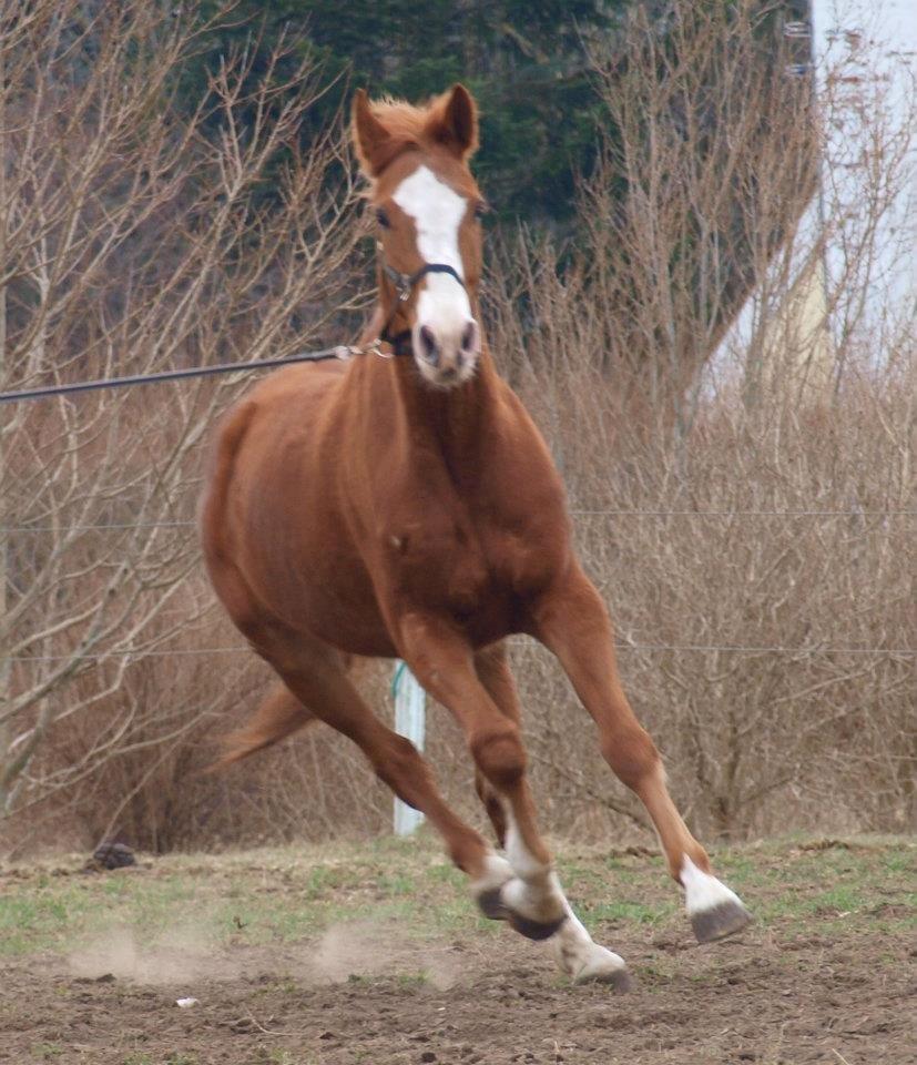 Dansk Varmblod Engholms Windcome - 3. gang jeg var ude og se Windcome hos sælger. billede 6