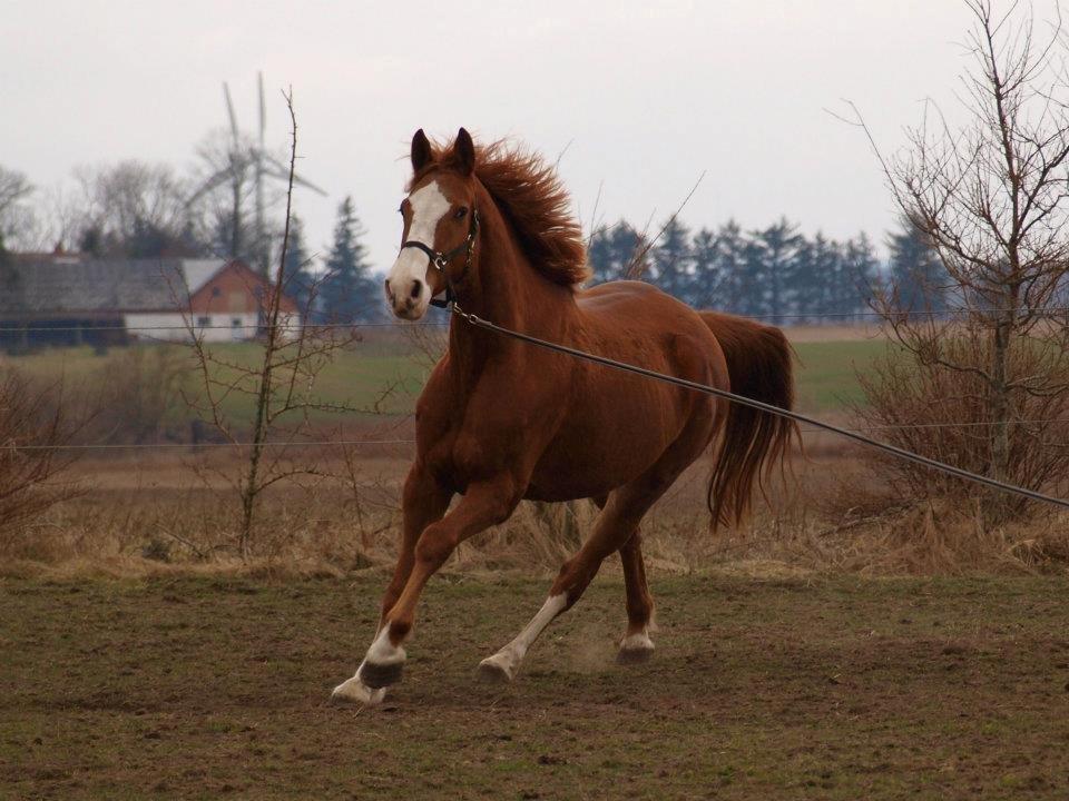 Dansk Varmblod Engholms Windcome - Longering inden køb hos tidligere ejer april 2012 billede 3