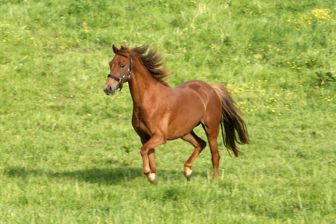 Welsh Pony (sec B) Låddenhøjs Nurit - På sommergræs billede 16