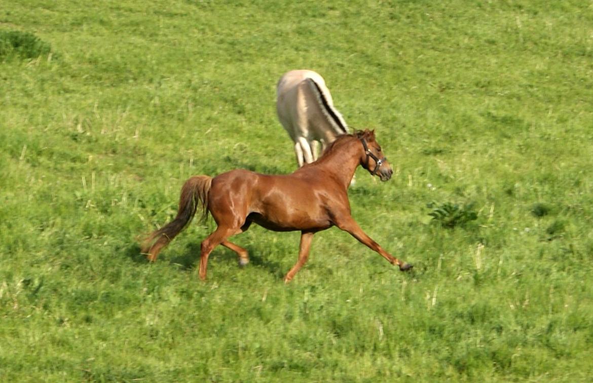Welsh Pony (sec B) Låddenhøjs Nurit - Sommergræs. billede 17