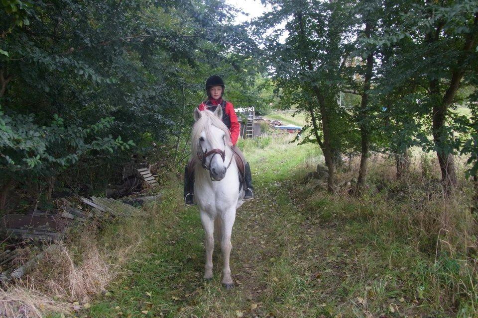 Anden særlig race Mikkel billede 14