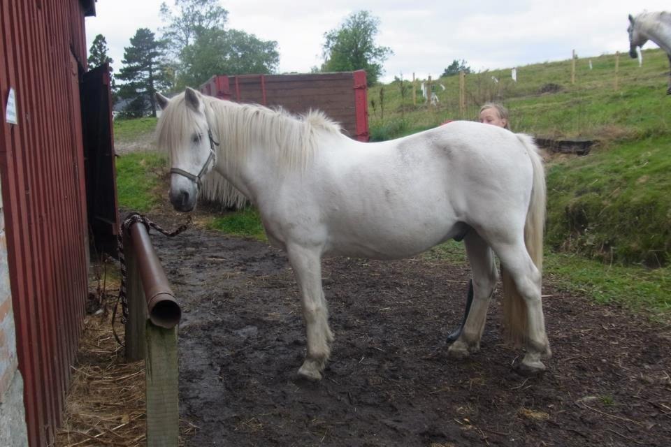 Anden særlig race Mikkel - Ved striglebommen. billede 15