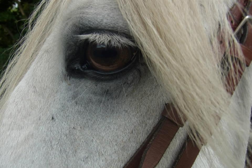 Anden særlig race Mikkel - Med hovedtøj på.. billede 16