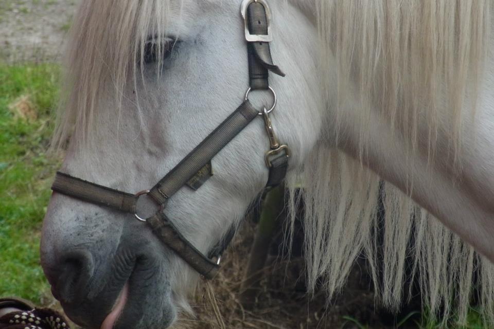 Anden særlig race Mikkel - Mikkel. <3 billede 17