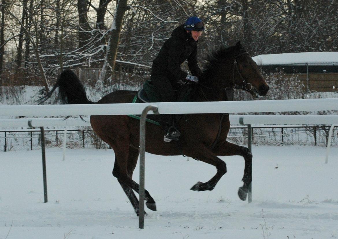 Fuldblod (XX) Fuego(Futte) - Fuego elsker sne :-D billede 3