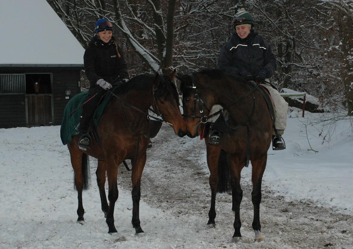 Fuldblod (XX) Fuego(Futte) - Og han elsker alle hestevenner <3 billede 4