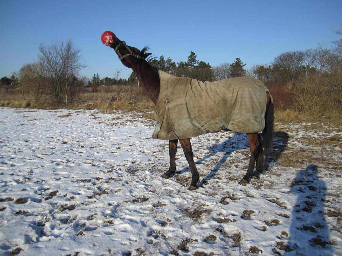 Fuldblod (XX) Fuego(Futte) - Altid legesyg. billede 7