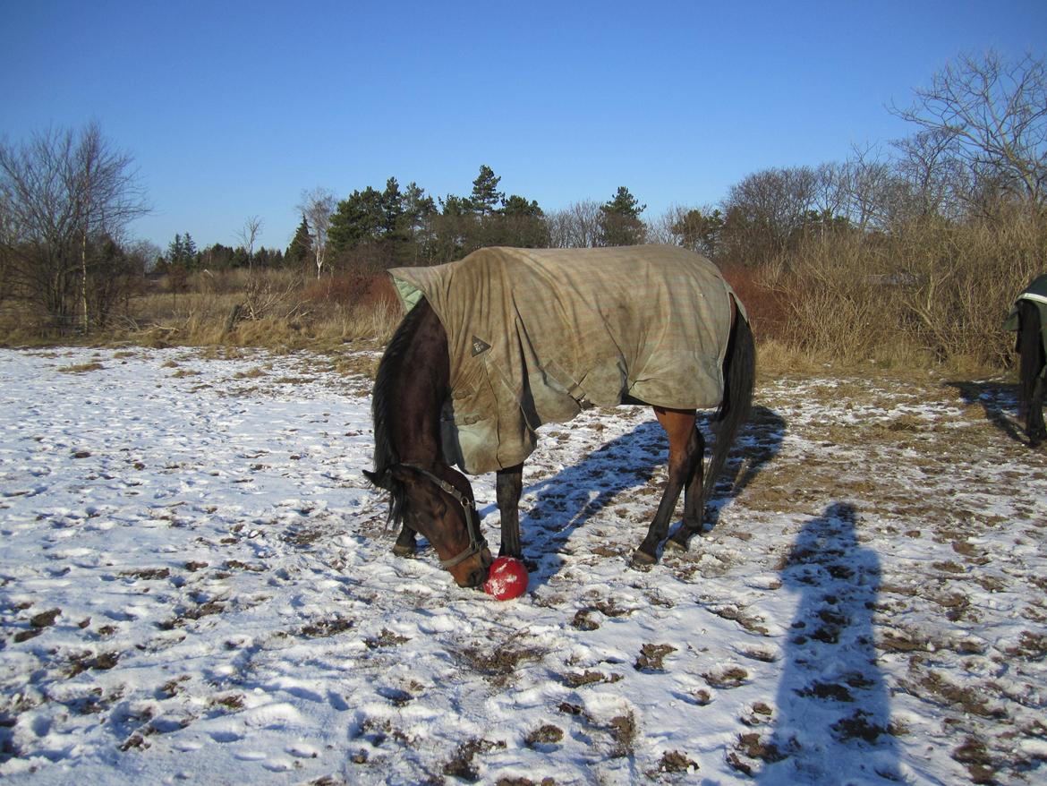 Fuldblod (XX) Fuego(Futte) billede 6