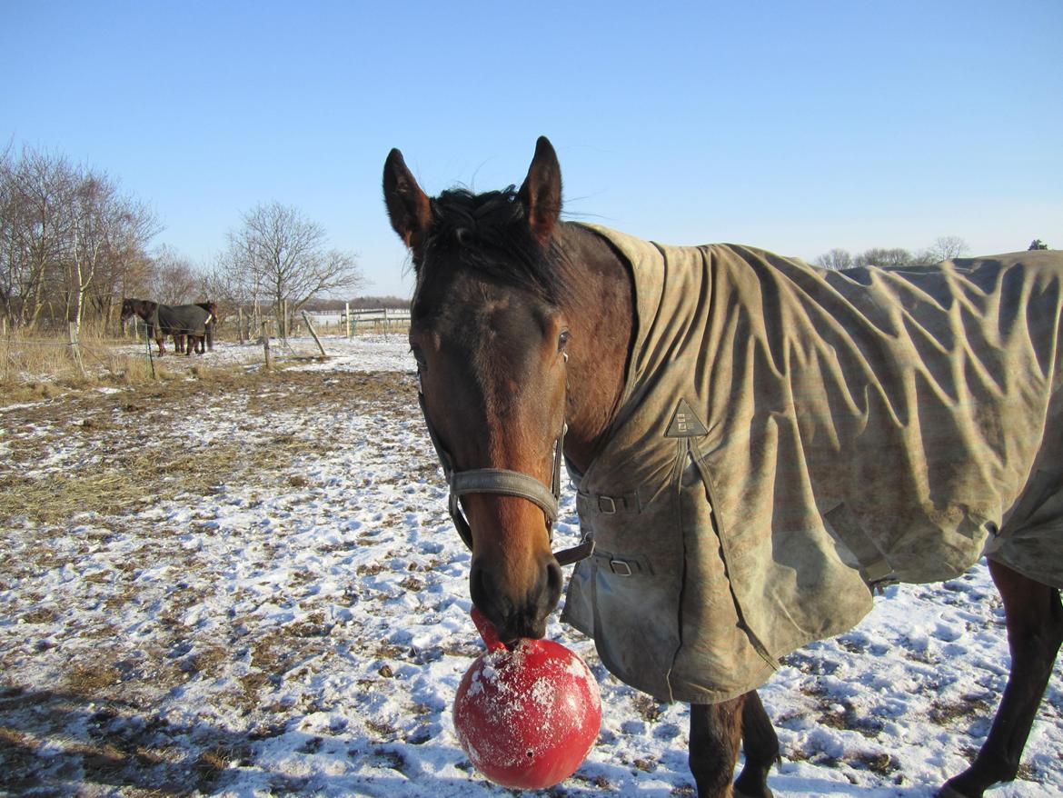 Fuldblod (XX) Fuego(Futte) billede 8