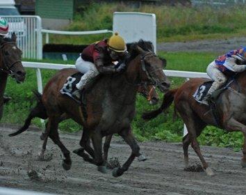 Fuldblod (XX) Fuego(Futte) - Vinder sit første løb :-) billede 9