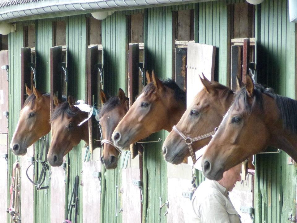 Fuldblod (XX) Fuego(Futte) - Fuego i Norge. Næstsidste hest på billedet billede 10