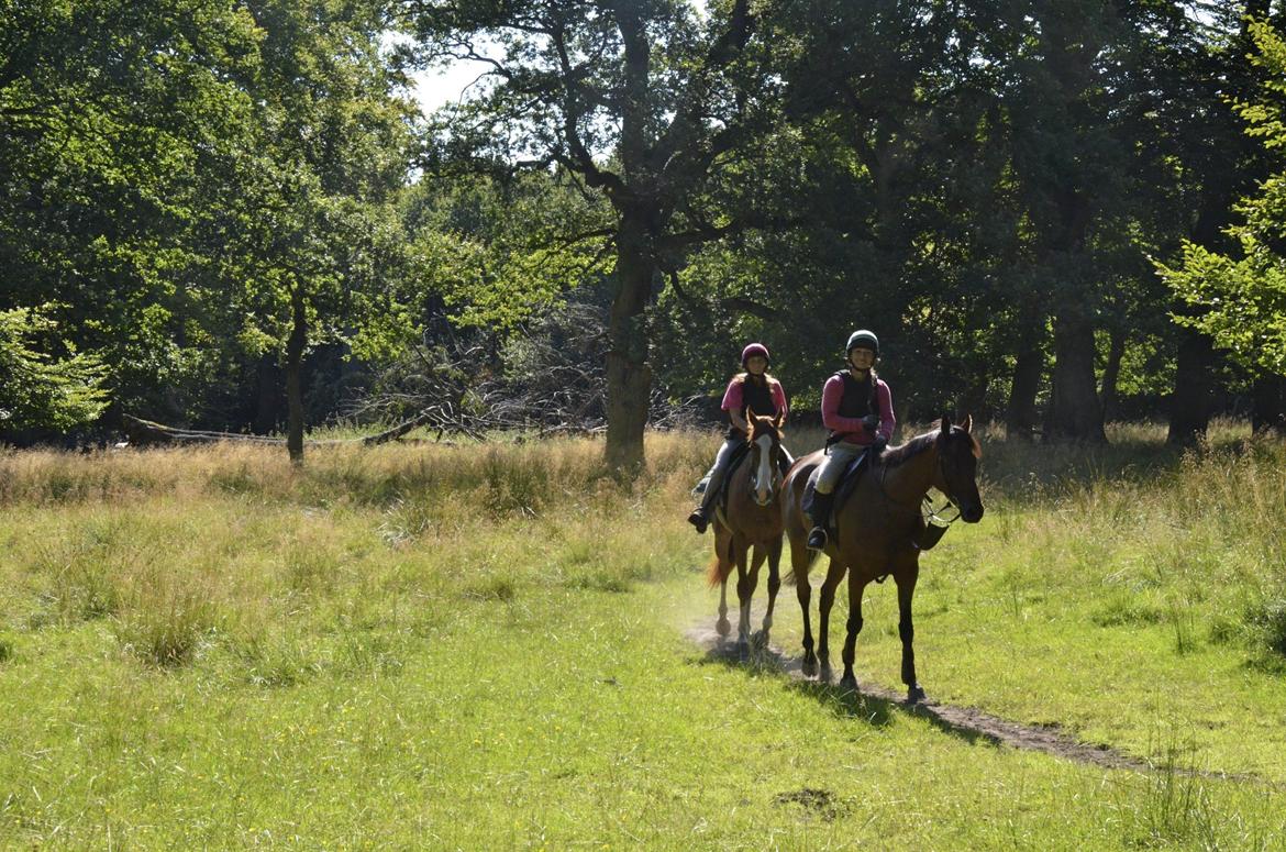 Fuldblod (XX) Fuego(Futte) - Afslapning i skoven billede 11