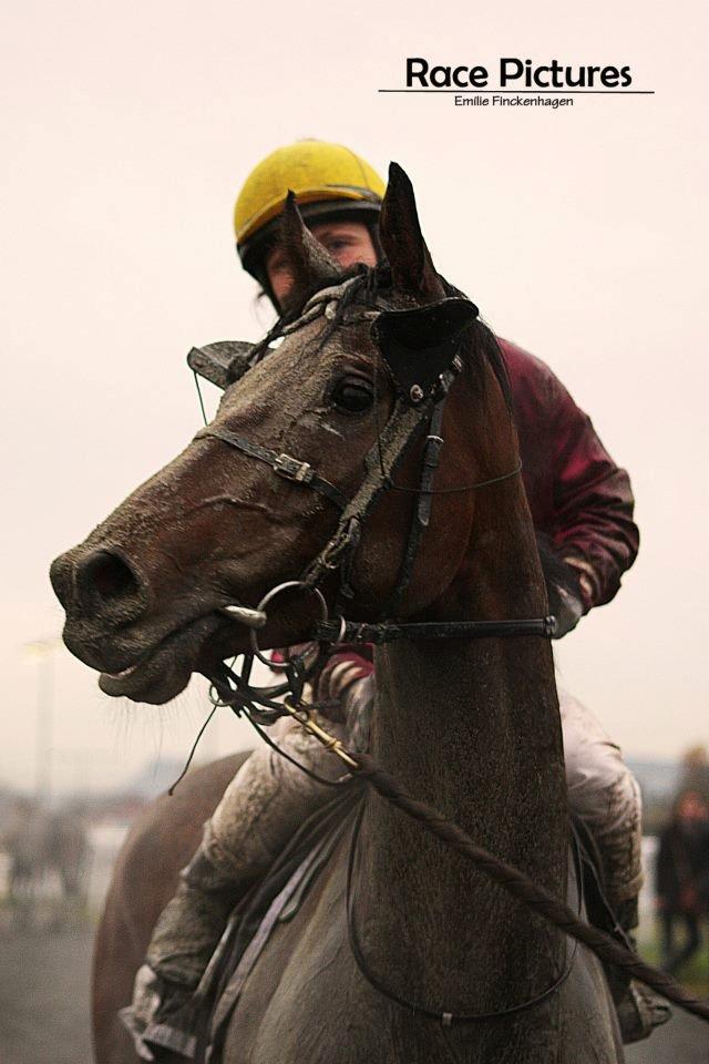 Fuldblod (XX) Fuego(Futte) - Lå bagerst hele vejen, men var flot anden i mål. Dygtig, og ikke sart billede 12