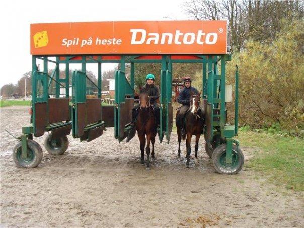 Fuldblod (XX) Fuego(Futte) - Fuego synes startboxen er hyggelig billede 2