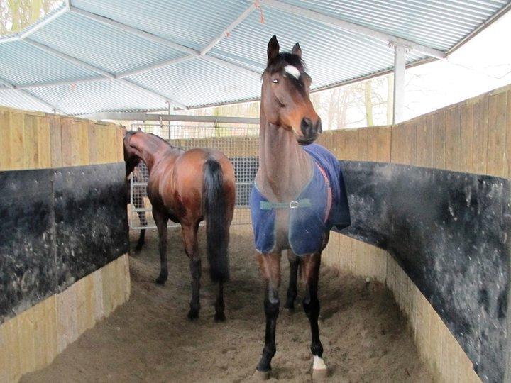 Fuldblod (XX) Fuego(Futte) - Fuego står med røven til. Fik øje på sin bedste ven og gik så under ind til ham :-) billede 5