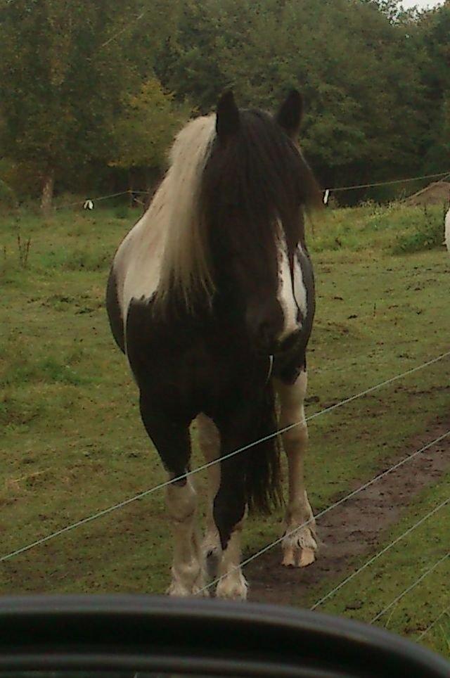 Irish Cob Crossbreed Nova - tidligere hest - R:I:P billede 1