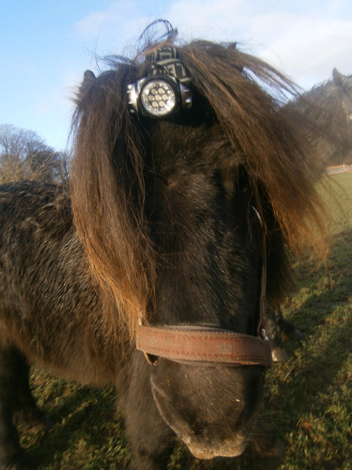 Shetlænder Milimeter billede 9