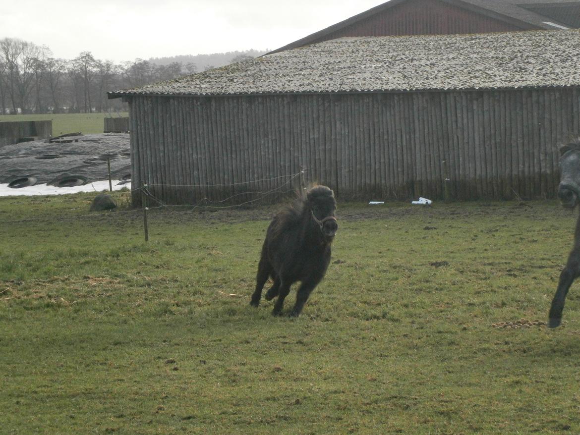 Shetlænder Milimeter billede 10