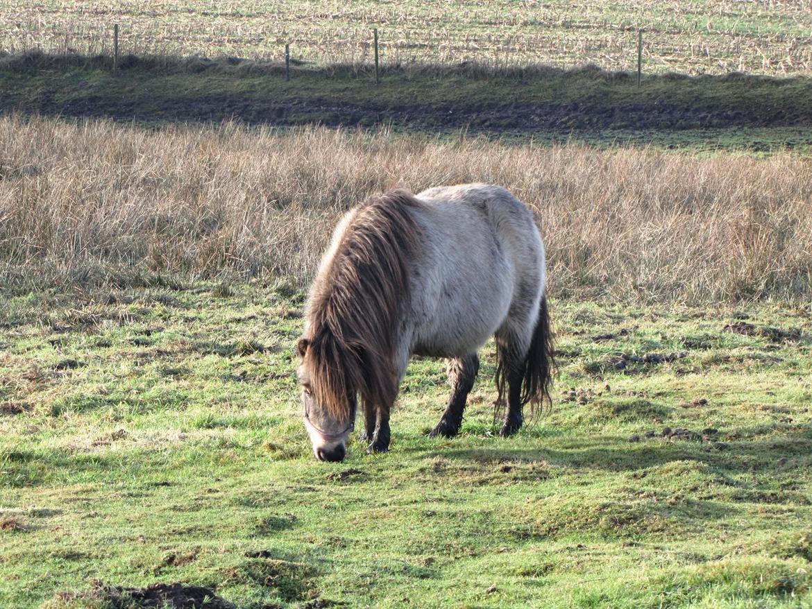 Shetlænder No Shadow of a doubt. - 1.1.2013 billede 7