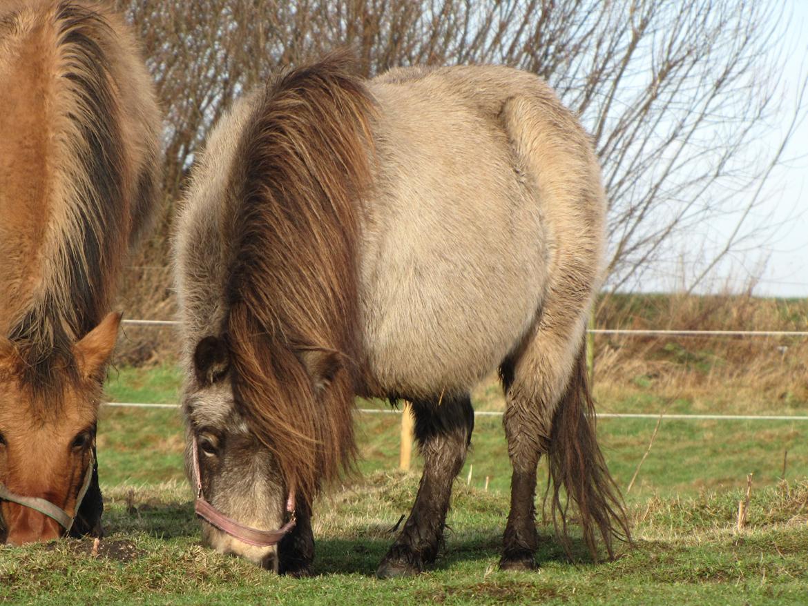 Shetlænder No Shadow of a doubt. - Shadow med ti tons vinterpels og føllemave.. :)  billede 13