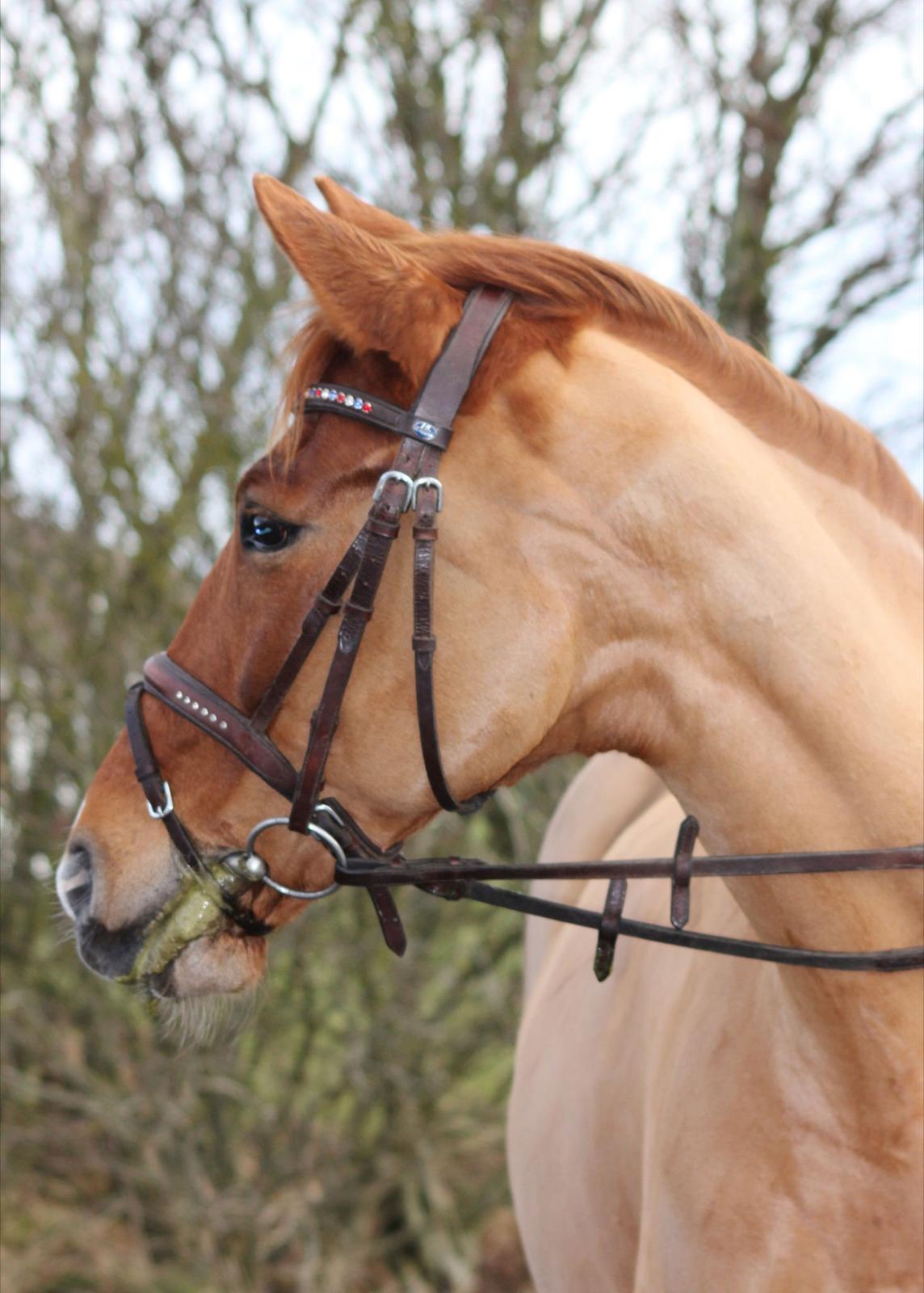 Anden særlig race Lindholms Line<3 RIP:'(:'(<3<3 - Lindholms Line- Gudesmuk<3 billede 1