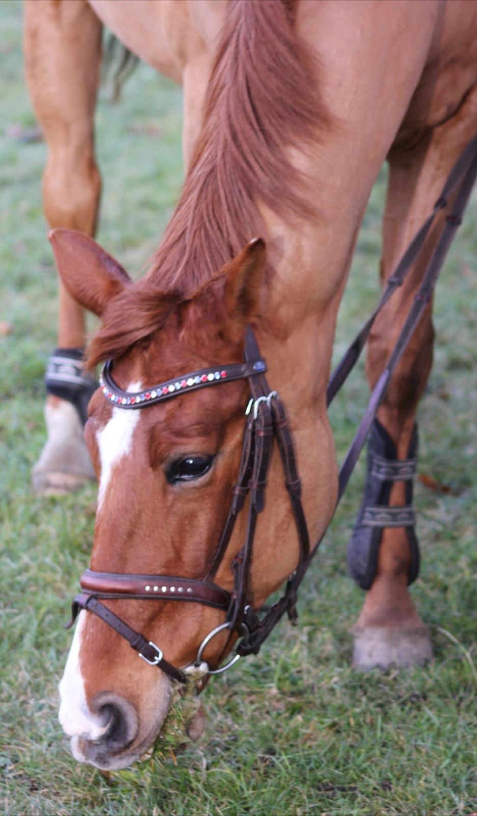 Anden særlig race Lindholms Line<3 RIP:'(:'(<3<3 billede 18