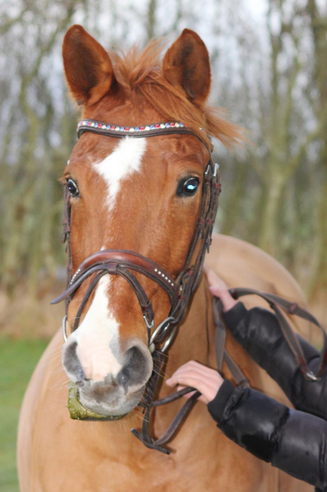 Anden særlig race Lindholms Line<3 RIP:'(:'(<3<3 billede 19