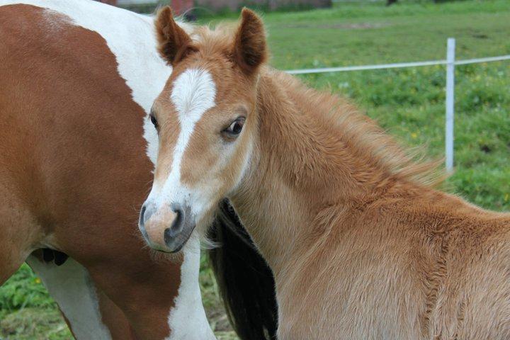 Welsh Partbred (Sec F) skovdal's rolex-royal billede 2