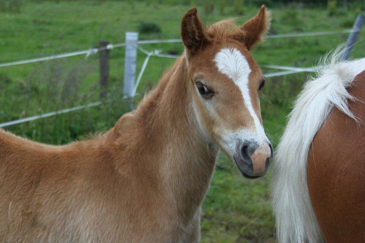 Welsh Partbred (Sec F) skovdal's rolex-royal billede 3
