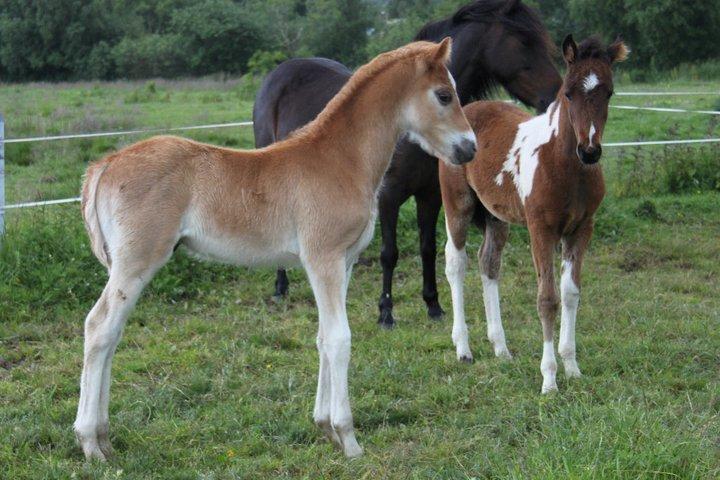 Welsh Partbred (Sec F) skovdal's rolex-royal billede 4