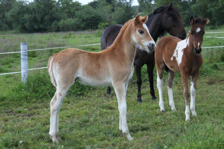 Welsh Partbred (Sec F) skovdal's rolex-royal billede 5