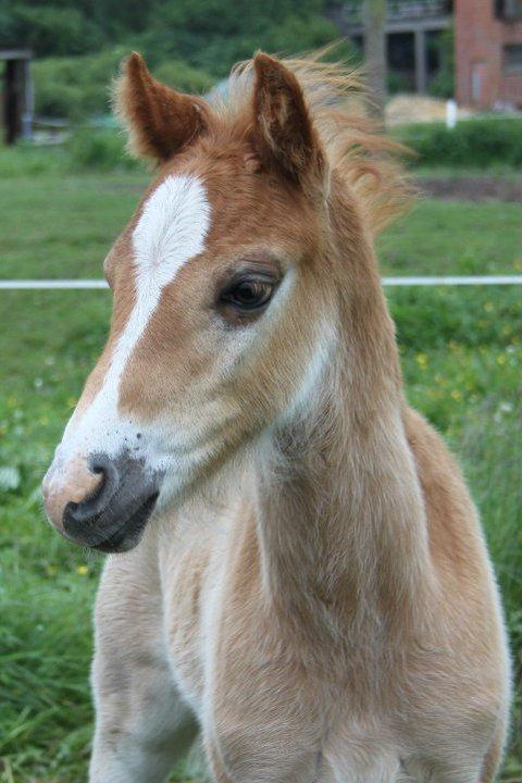 Welsh Partbred (Sec F) skovdal's rolex-royal billede 6