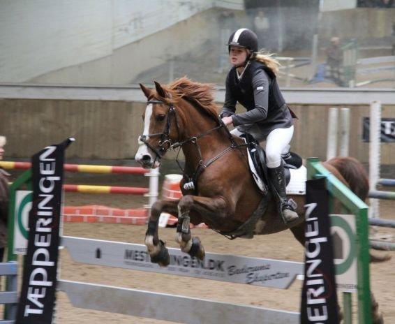 Hollandsk Sportspony Ferrari - LB** billede 8