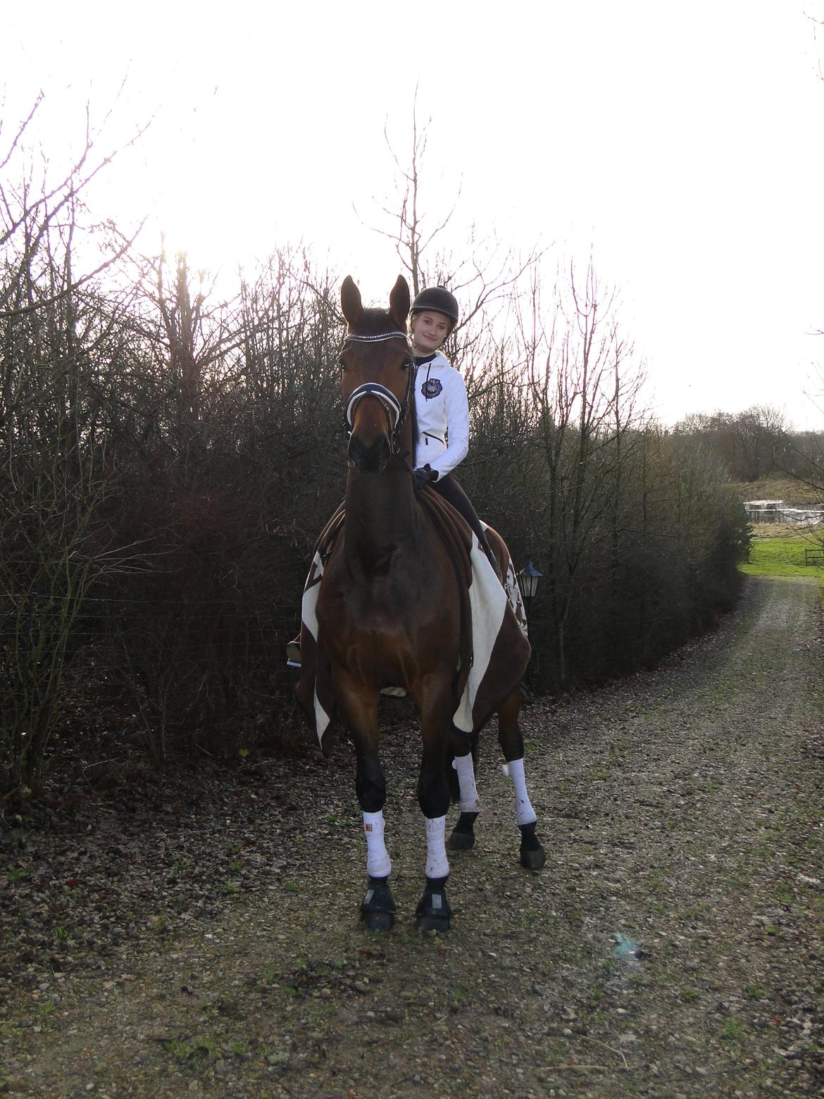 Dansk Varmblod Grevens Be Hot billede 3