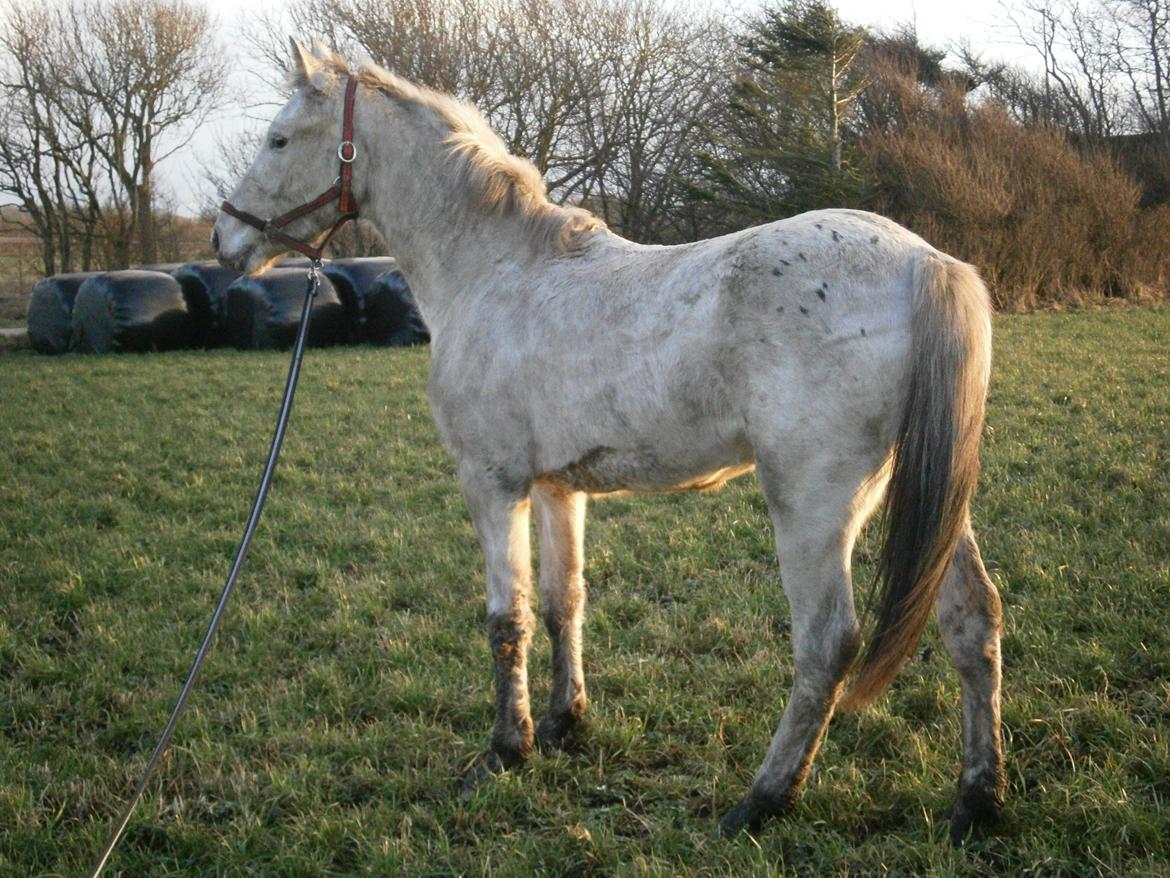 Knabstrupper Makur :-)(solgt) billede 2