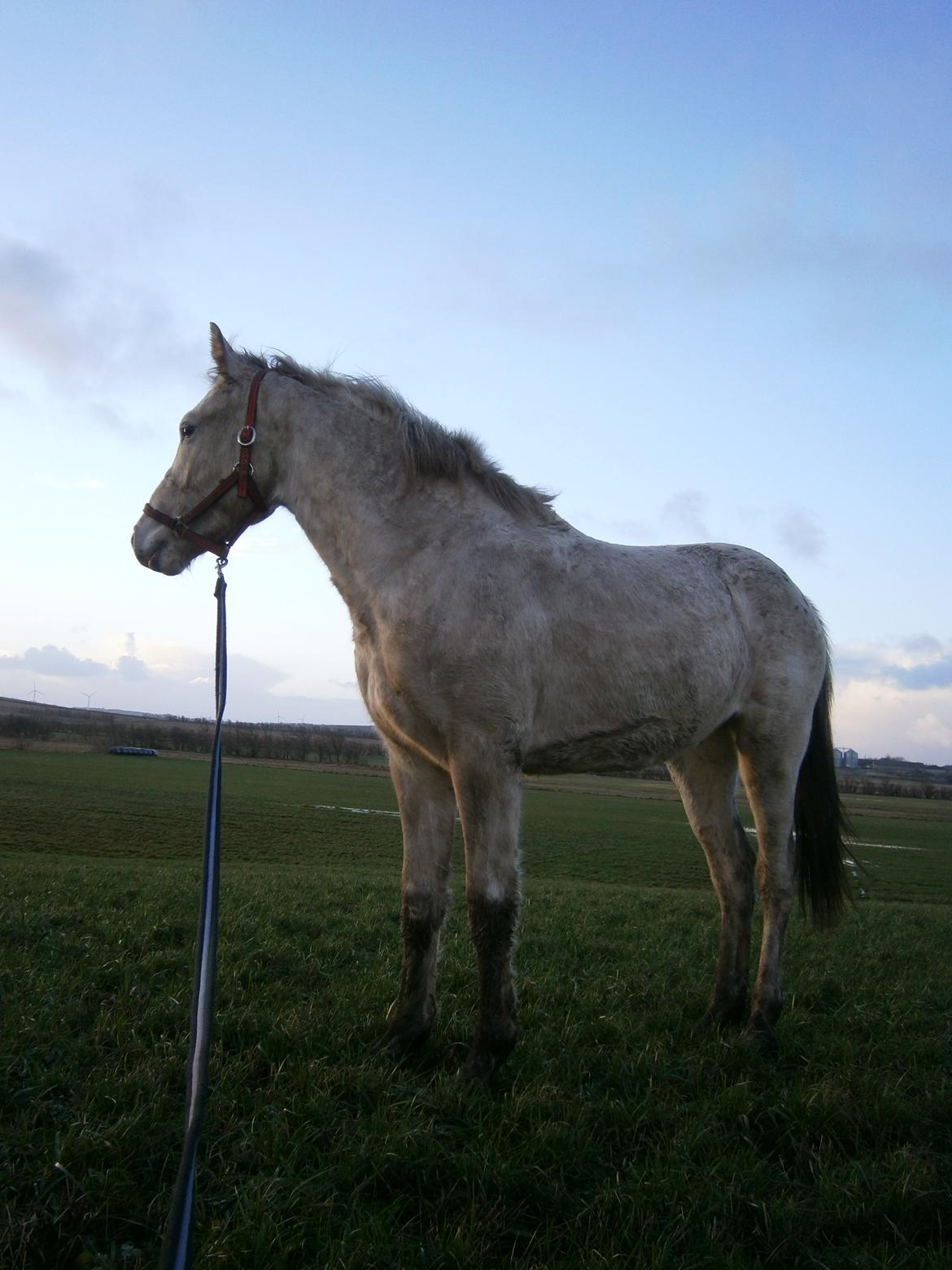 Knabstrupper Makur :-)(solgt) billede 13