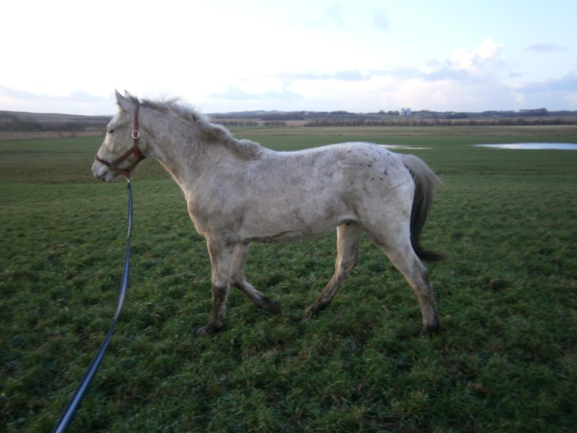 Knabstrupper Makur :-)(solgt) billede 12