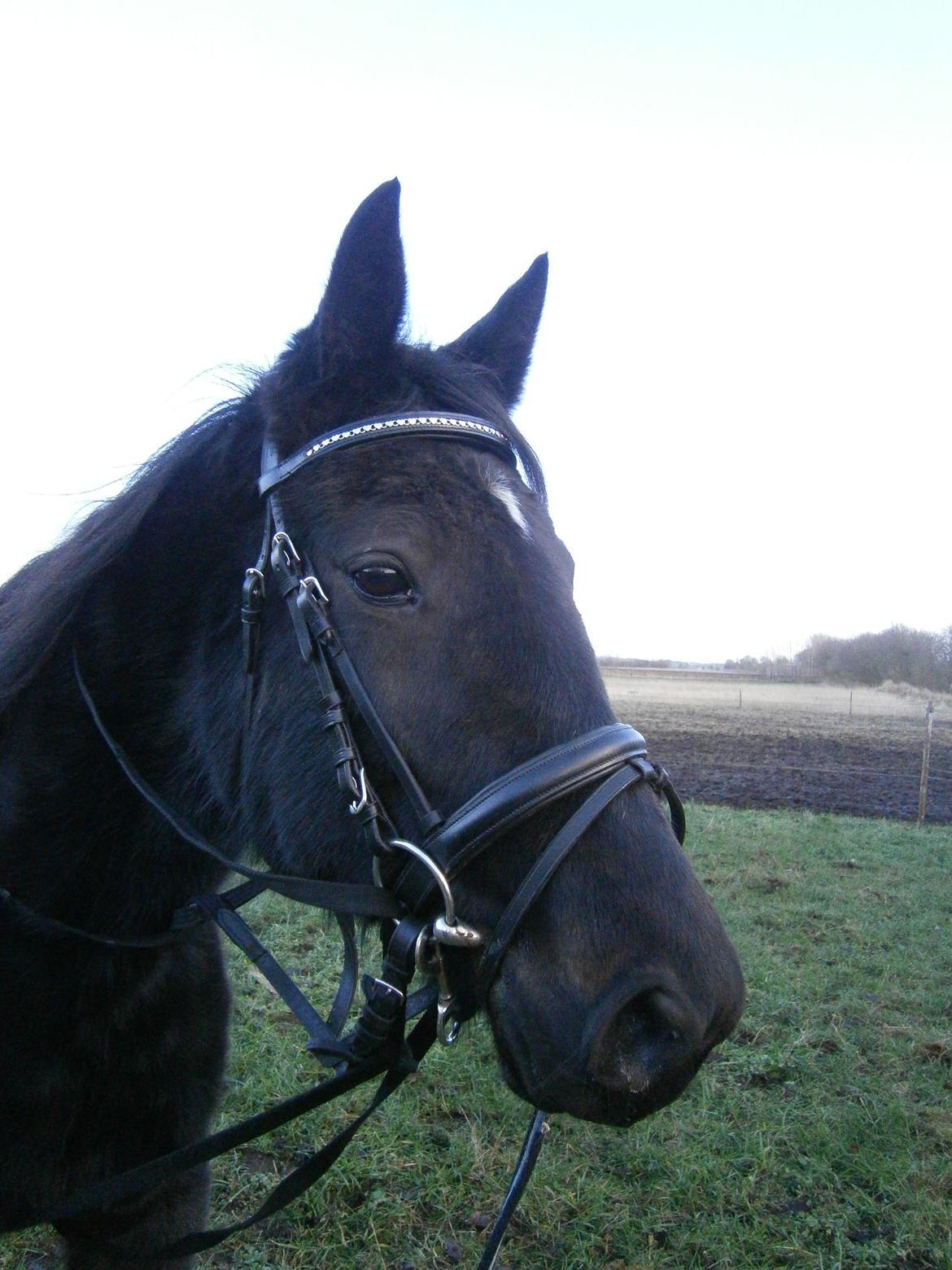 Traver Lucky Tail :)(aflivet 15-4-15) billede 5