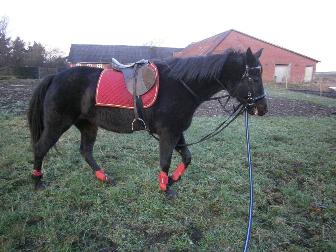Traver Lucky Tail :)(aflivet 15-4-15) billede 14