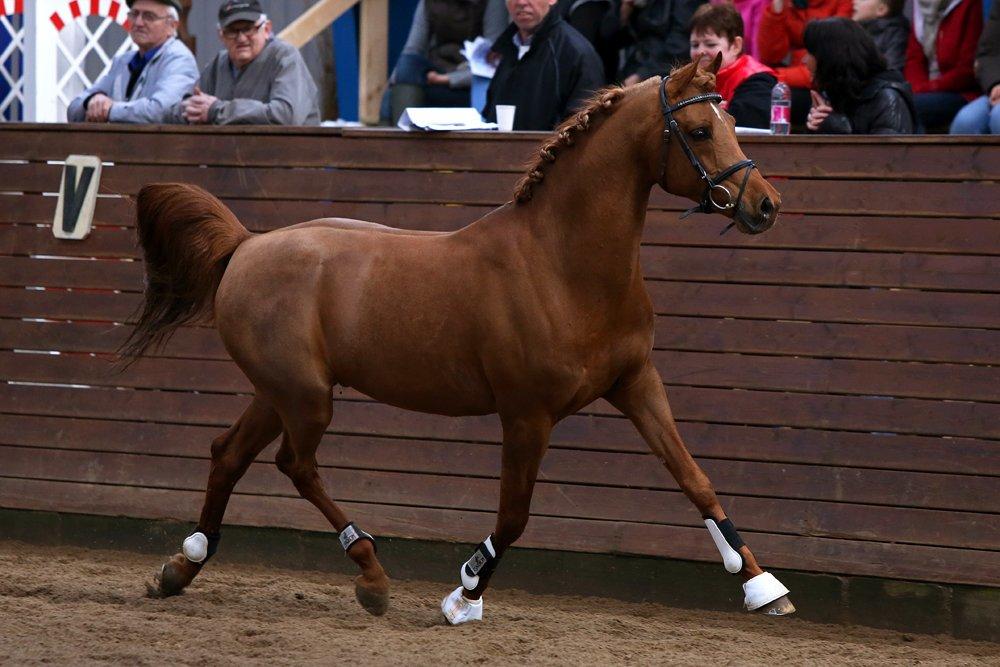 Arabisk fuldblod (OX) Marcant ox 3110 - Foto: Sipo-Foto.dk, 2012 billede 9