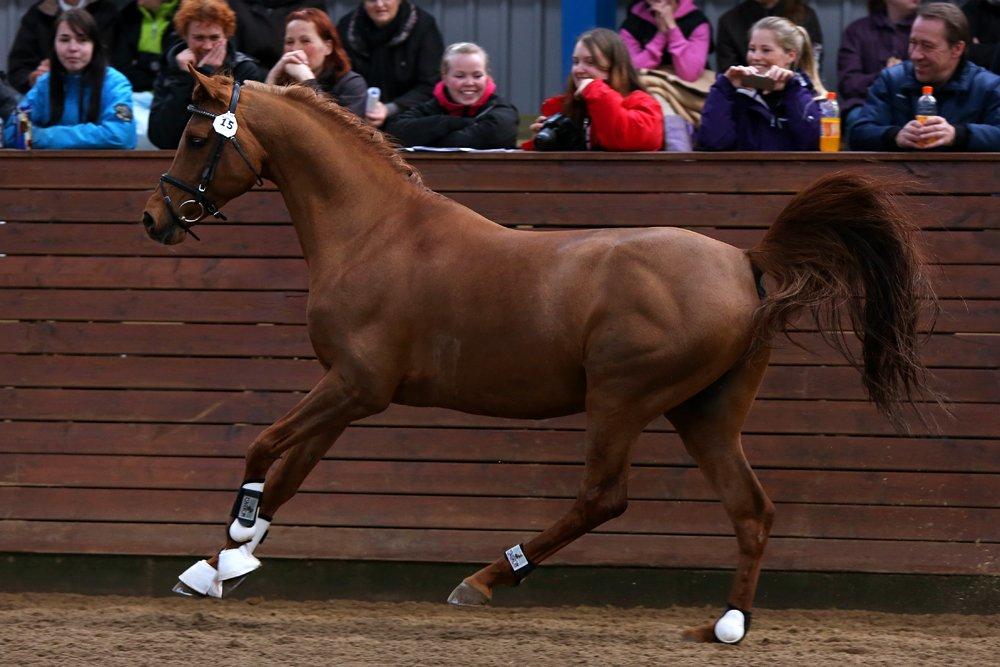 Arabisk fuldblod (OX) Marcant ox 3110 - Foto: Sipo-Foto.dk, 2012 billede 11