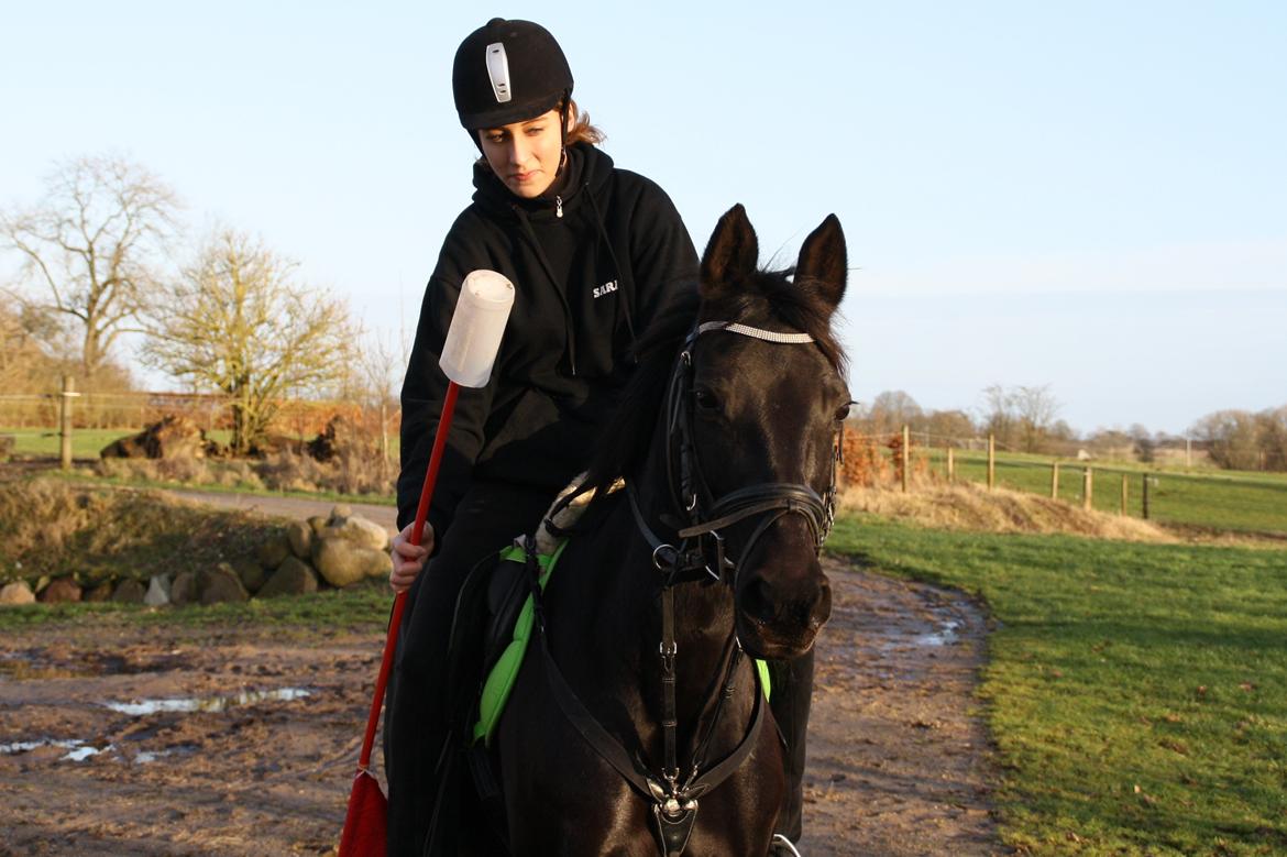 Anden særlig race Agerhøjgårds Avance billede 24