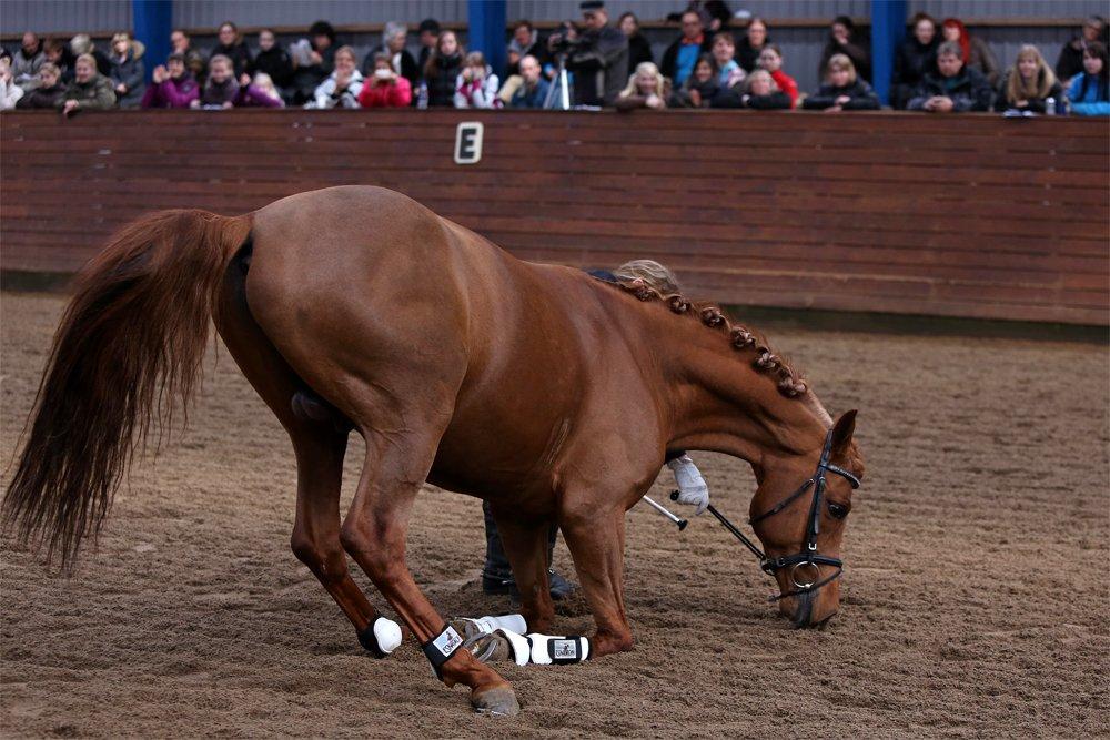 Arabisk fuldblod (OX) Marcant ox 3110 - Foto: Sipo-Foto.dk, 2012 billede 19