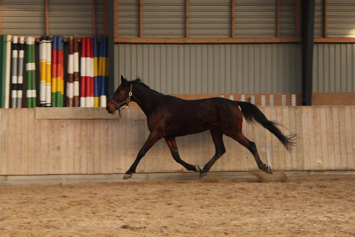 Traver Le Mans - travøgning billede 13