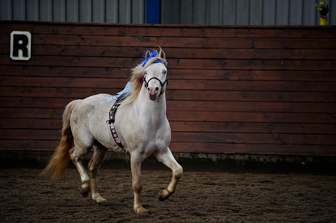 Welsh Mountain (sec A) Strathies Baltimore (R.I.P.) - Foto: Hvitfeldt Foto, 2012 billede 18