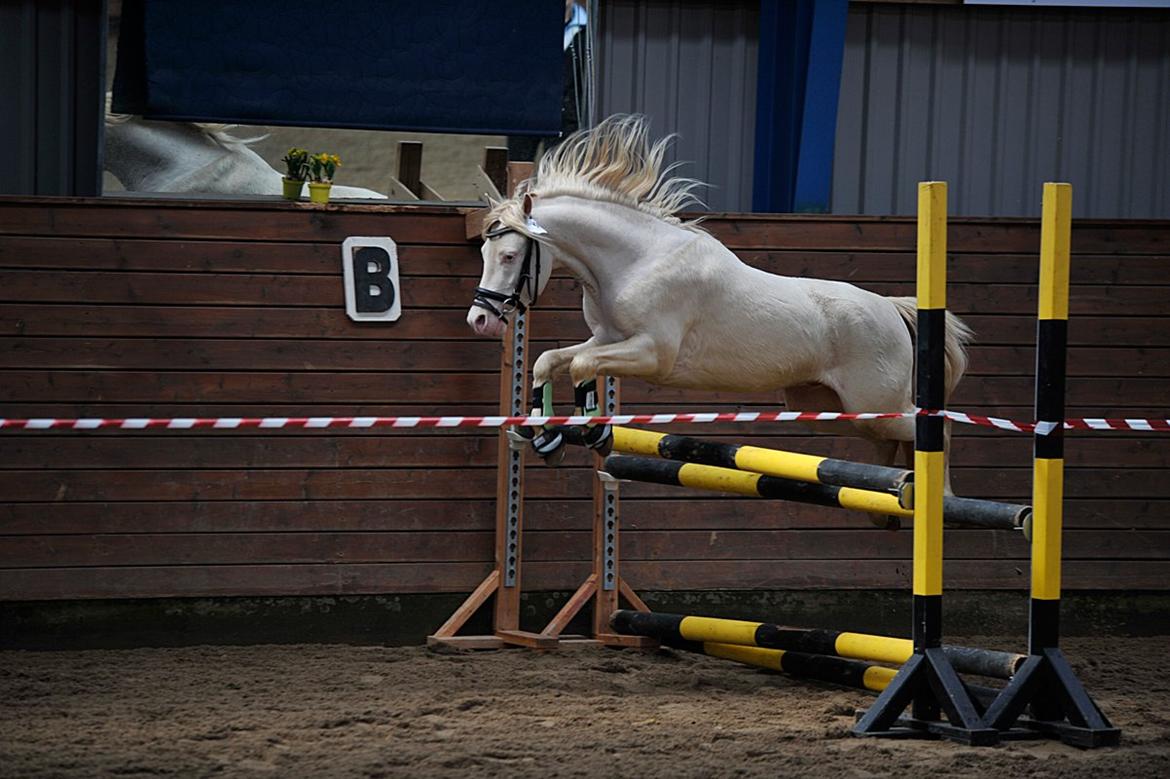 Welsh Mountain (sec A) Strathies Baltimore (R.I.P.) - Foto: Hvitfeldt Foto, 2012 billede 9