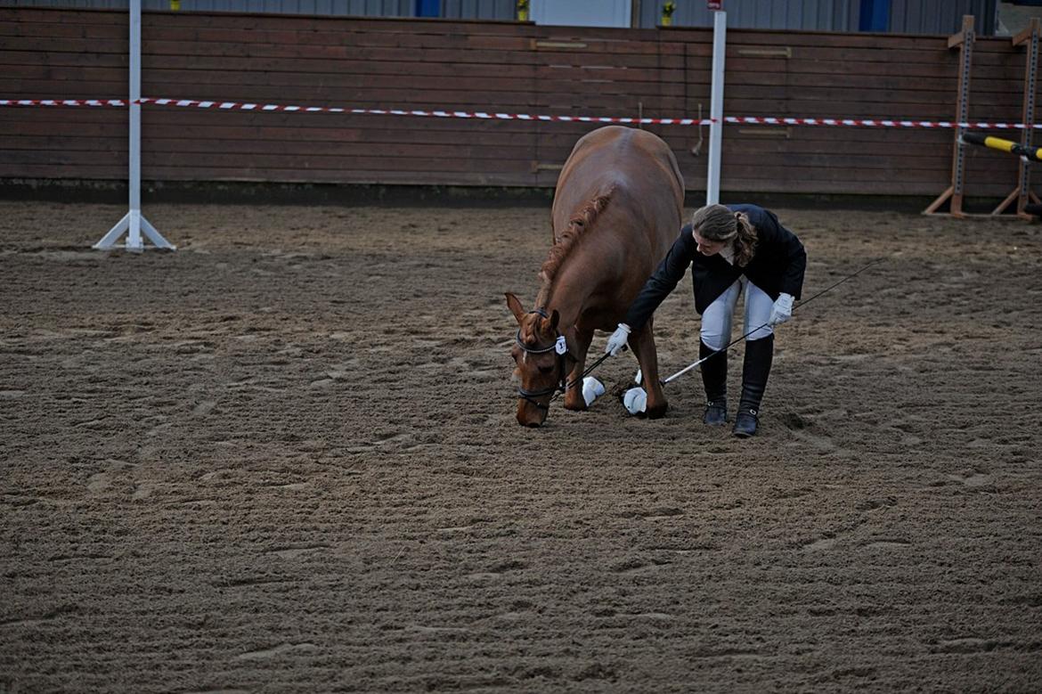 Arabisk fuldblod (OX) Marcant ox 3110 - Foto: Hvitfeldt Foto, 2012 billede 20