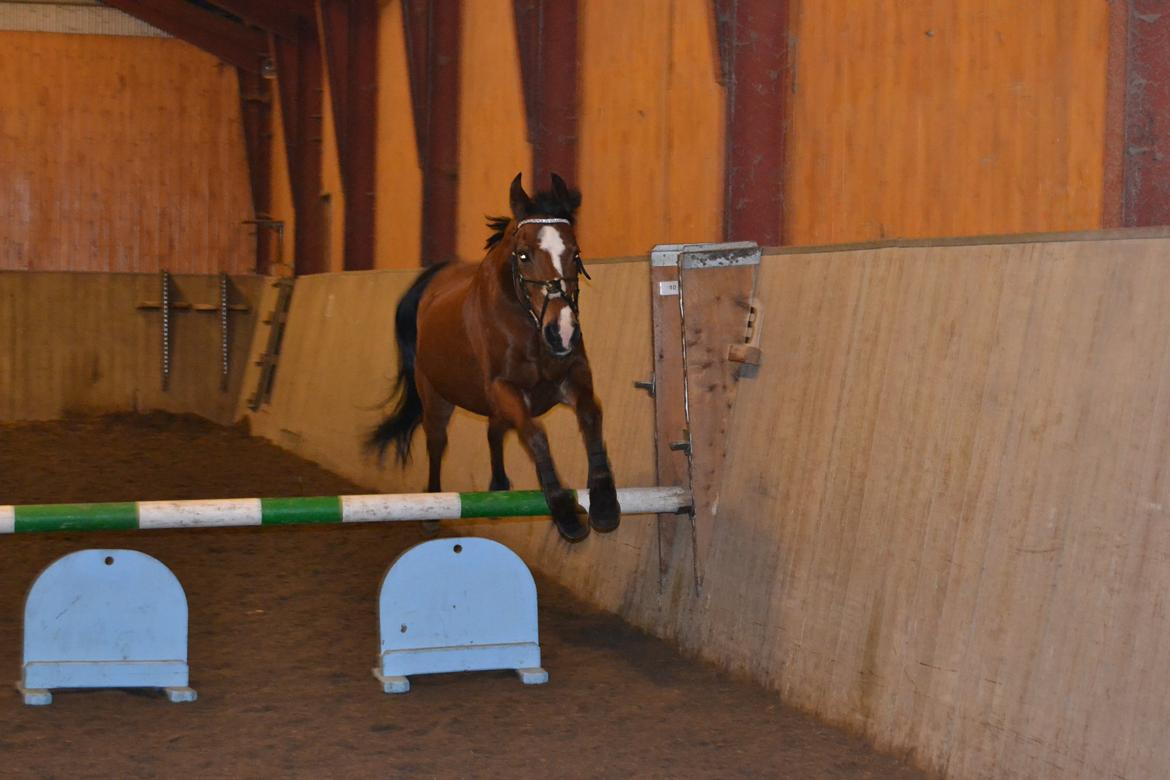 DSP Passion *palle* (skadet) billede 5