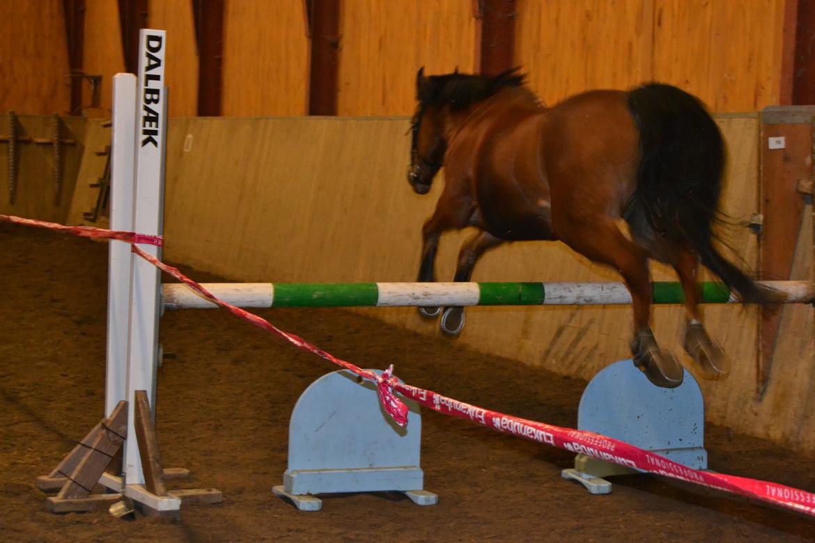 DSP Passion *palle* (skadet) - Palle springer højt<3 billede 6